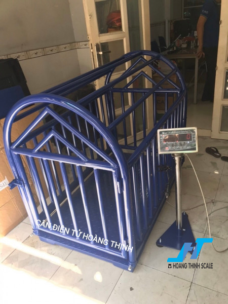Cân heo điện tử có lồng digi ds được Cân Hoàng Thịnh cung cấp tại các trang trại chăn nuôi heo