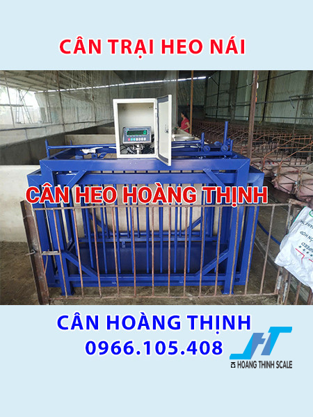 Cân trại heo nái lồng treo