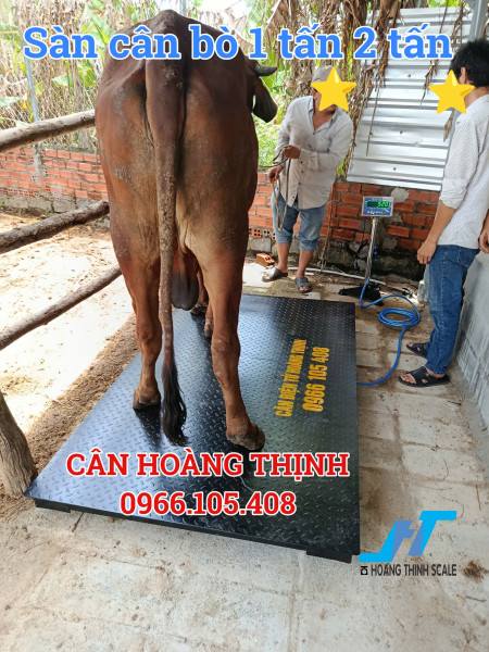 Cân bò 1 tấn 2 tấn không lồng